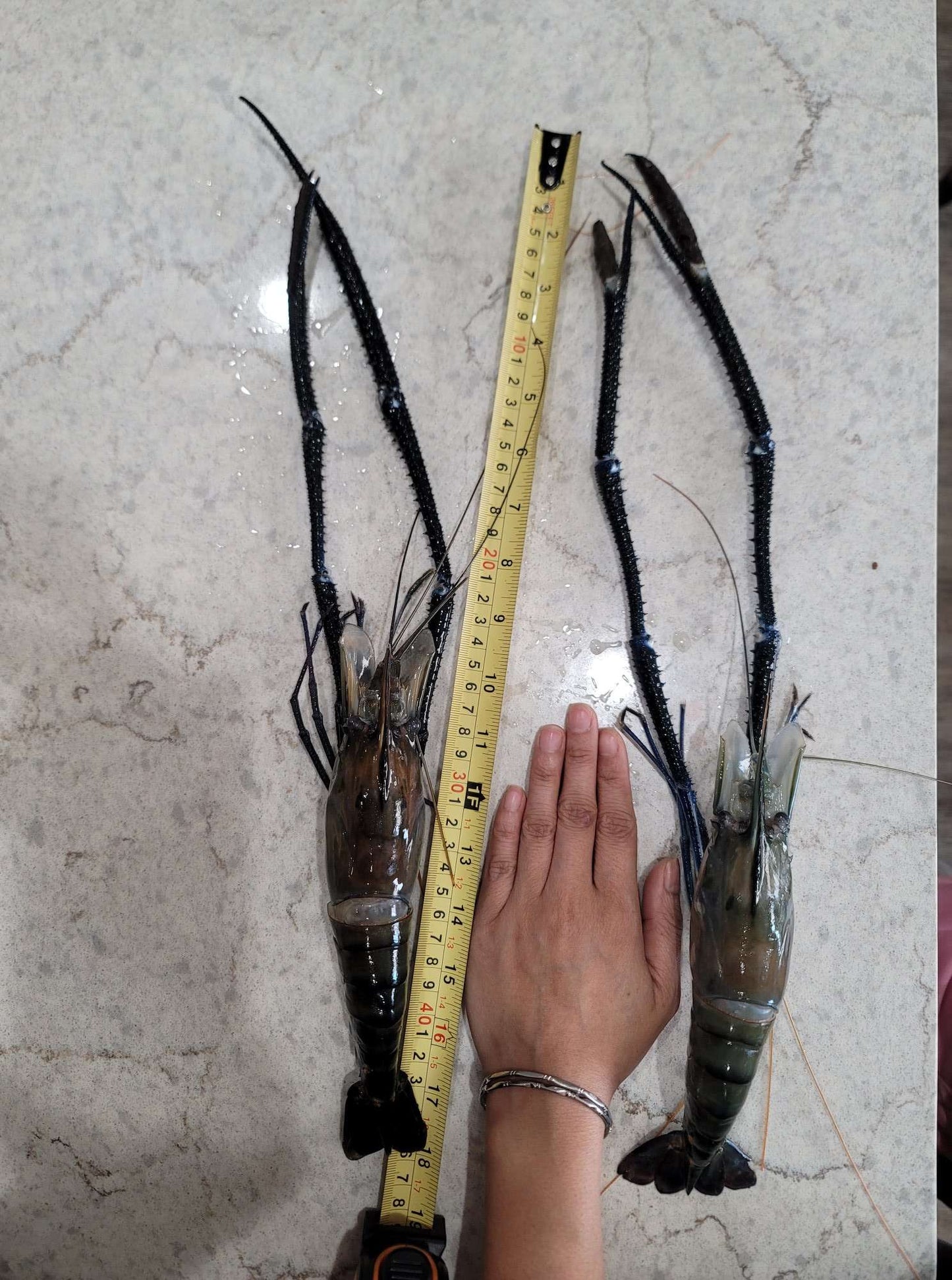 Fresh Water Prawns 2/4 2lb Box - Tom Cang - Tôm Càng Xanh