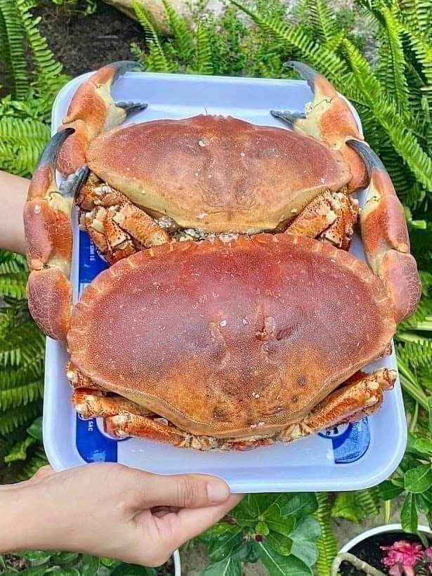 Crab with Roe - Cua Gạch