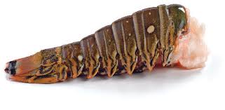 Premium 6oz Spiny Lobster Tails
