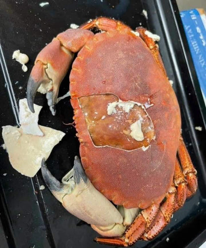 Crab with Roe - Cua Gạch